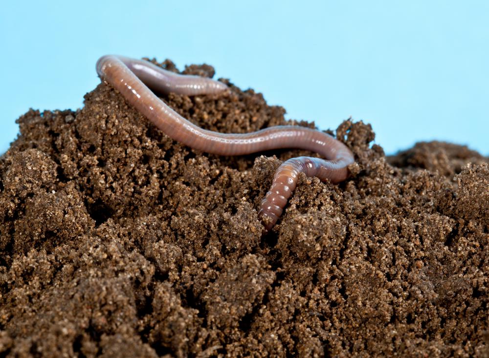 Worm snakes may look like earthworms, but they actually eat creatures like earthworms.