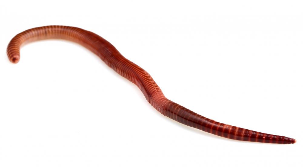 Giant gourami feed on earthworms.
