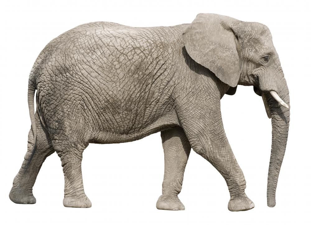 An elephant.