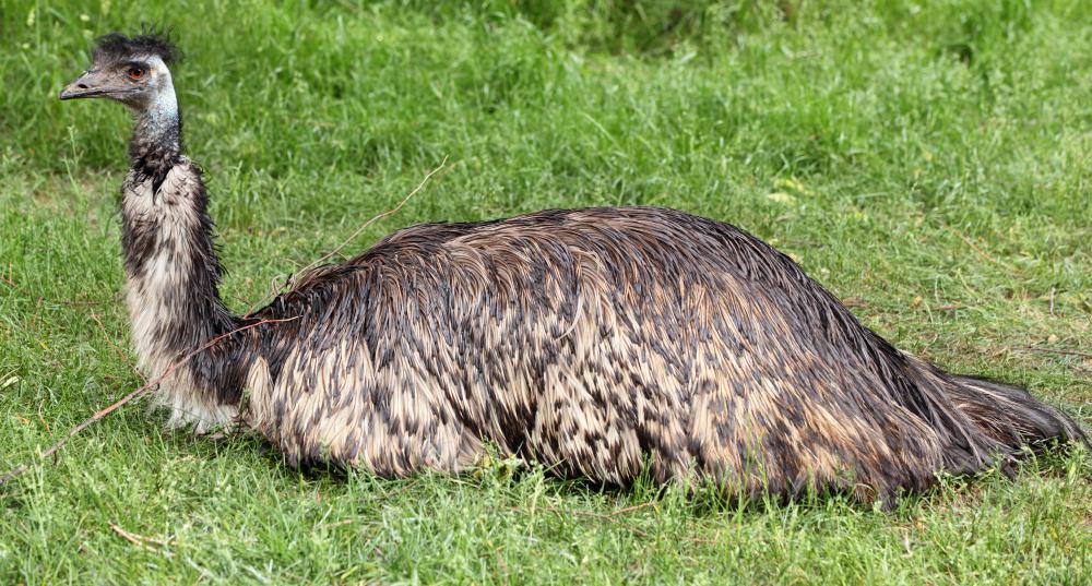 The ostrich is related to the emu.
