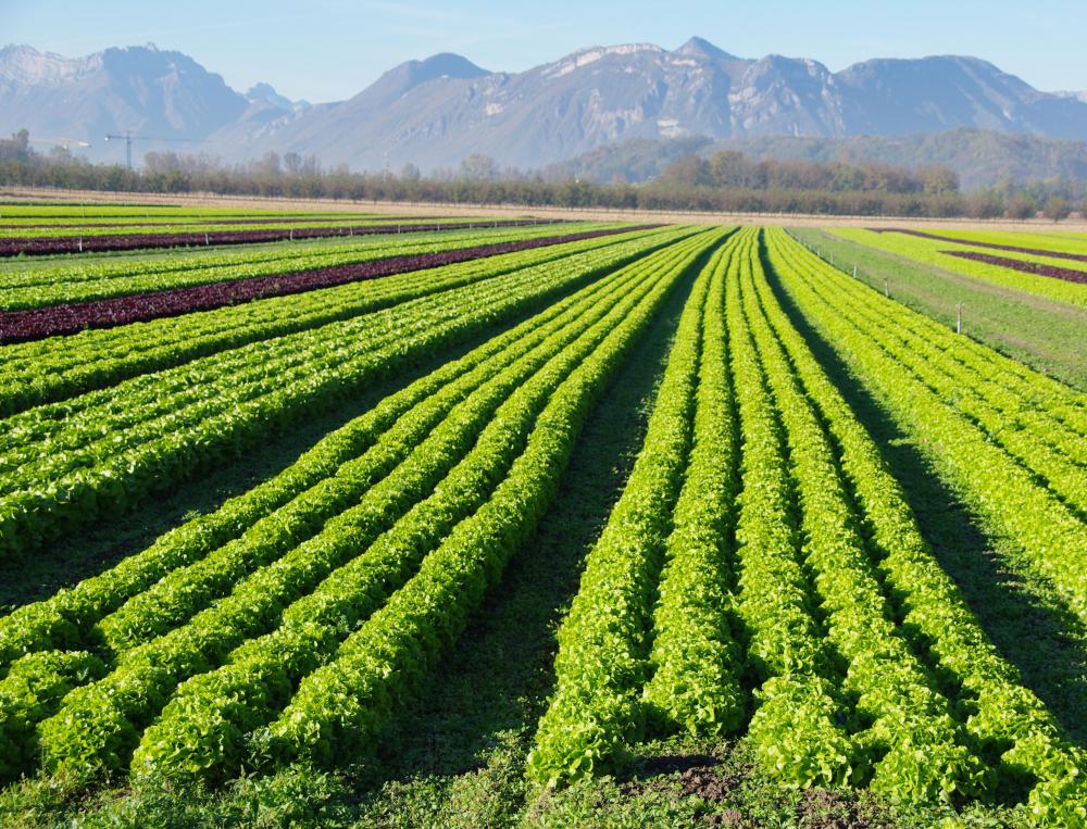 An environmentally friendly escarole farm.