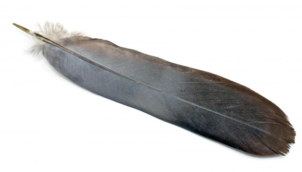 Crows are covered in black feathers.