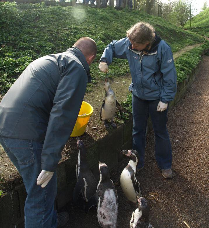 Penguins are flightless birds.