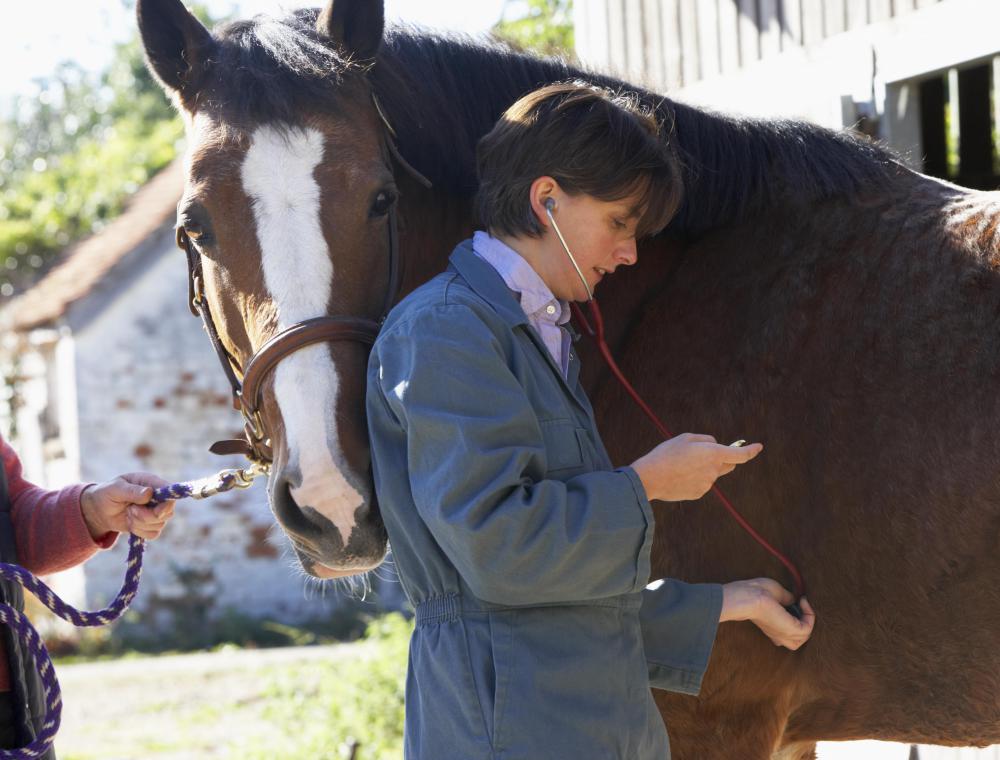 Once symptoms for potomac horse fever are noticed, a veterinarian should be called immediately.