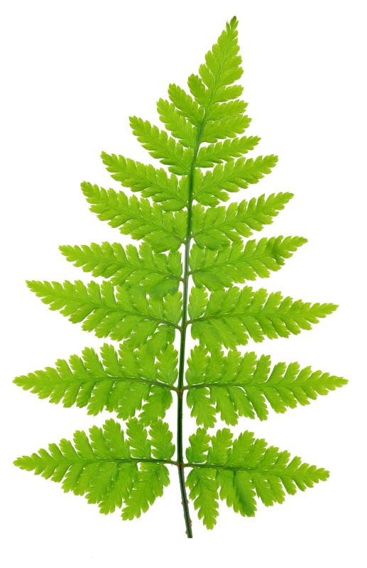Sequoias are often surrounded by ferns.