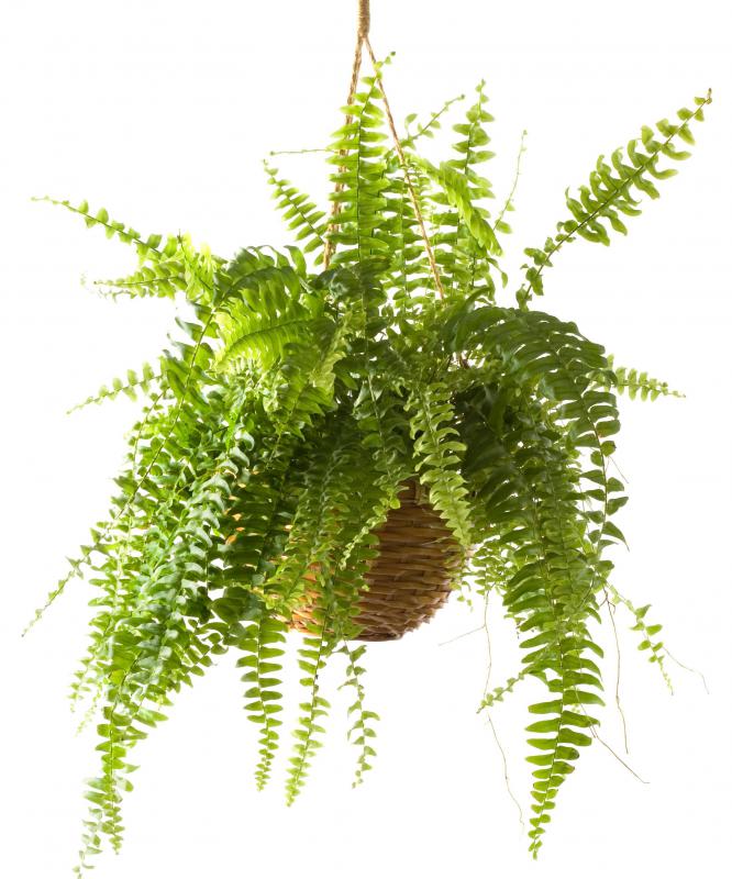 A potted fern.