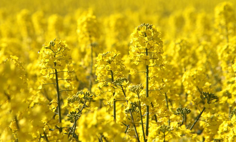 Canola oil plantations are a more environmentally friendly alternative to palm oil.