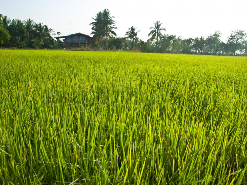 Sustainably grown rice.