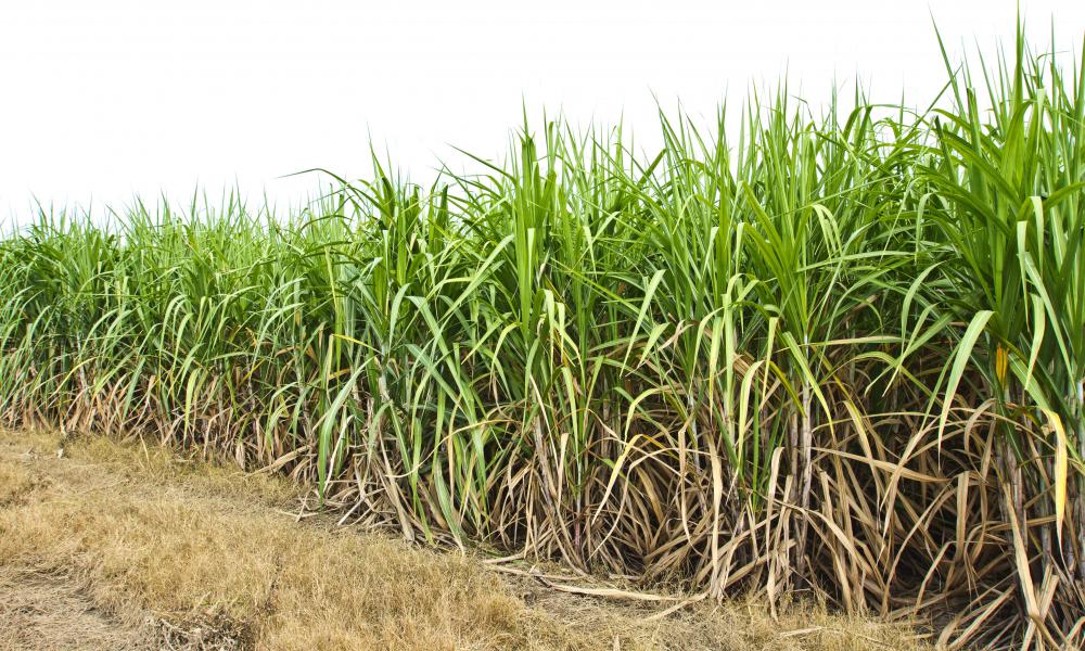 Sugarcane is a grass with thick stems and feathered leaves.