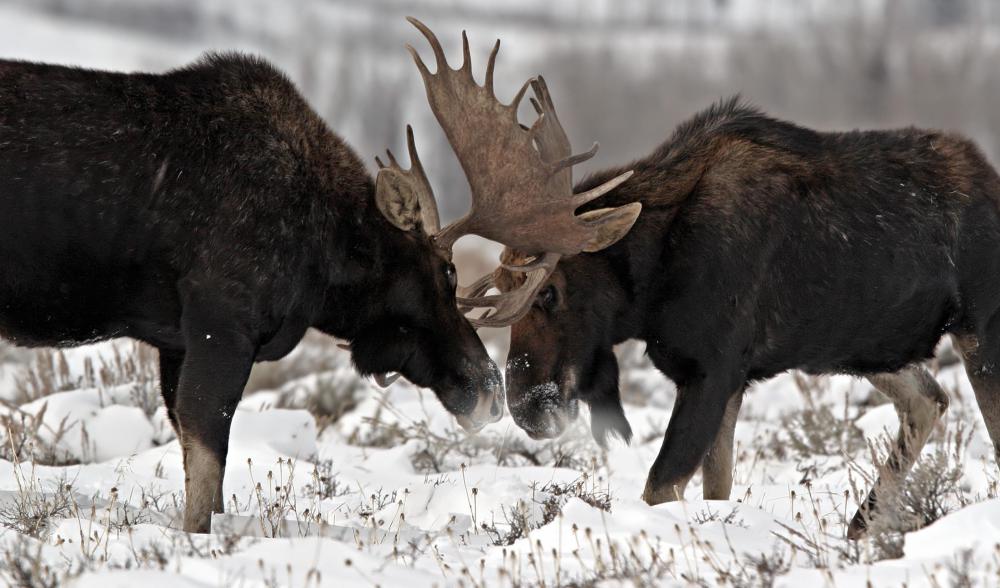 Moose are which are hoofed mammals.