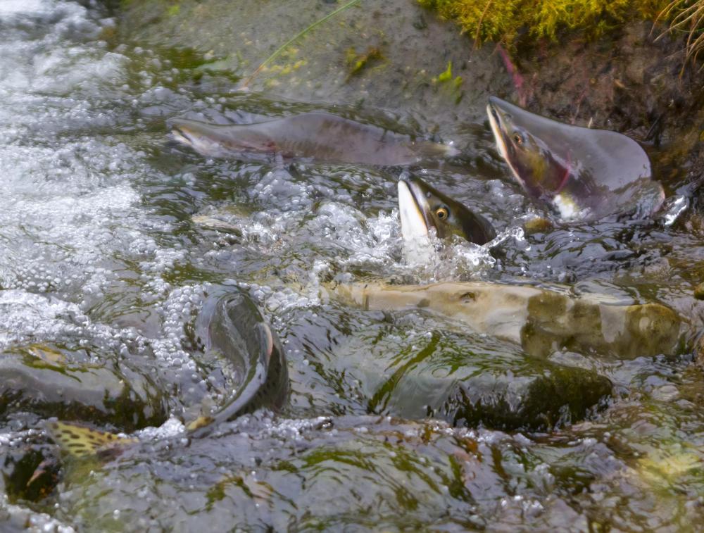 Dams may affect the rate of fish migration, which can expose fish to lurking predators in slower flowing water.