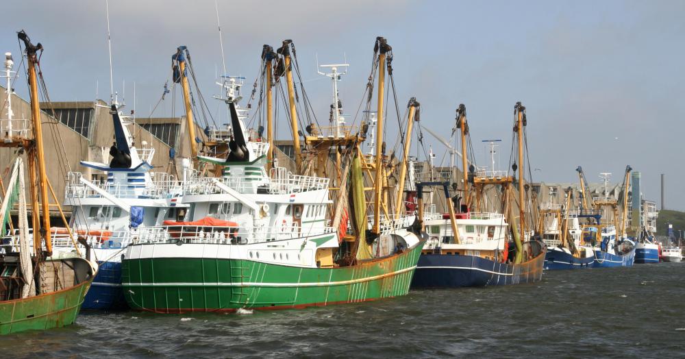 Chilean sea bass is one of many species at risk because of overfishing.