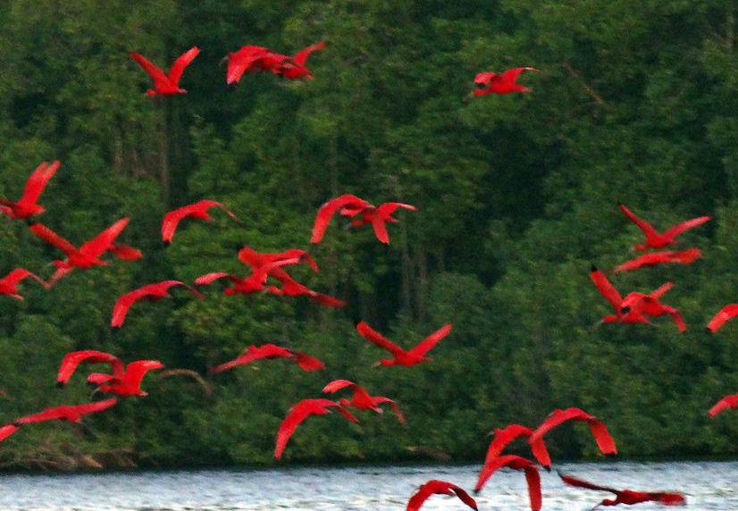 Scarlet ibises may be found along estuaries, a zone where salt and fresh water levels vary widely.