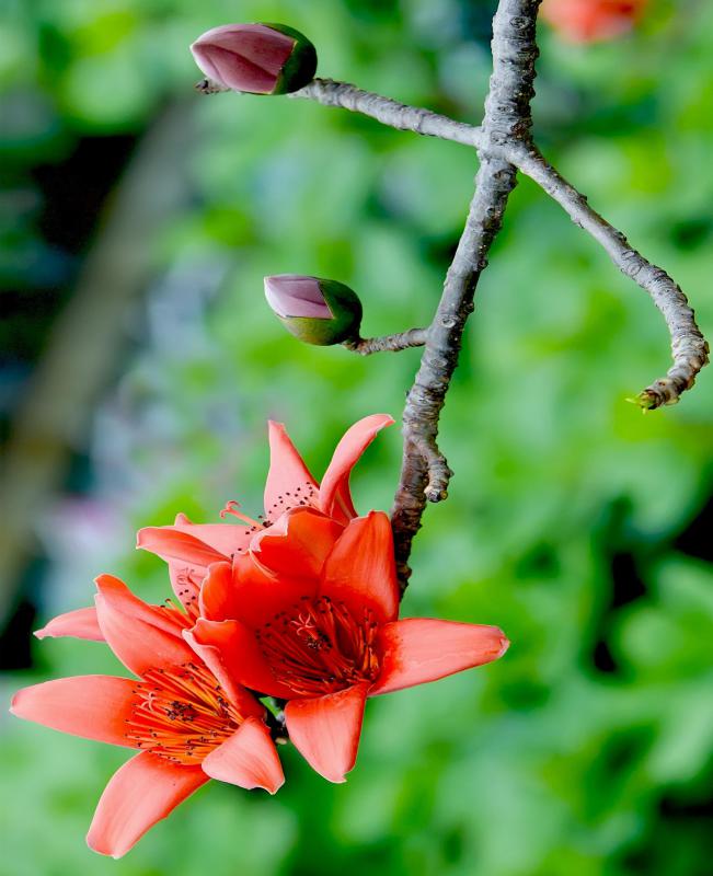Deciduous trees often have flowering buds.