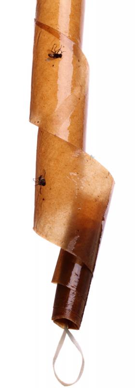 Many people use fly paper to combat housefly infestations.