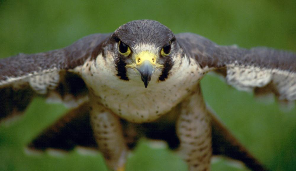 Peregrine falcons can reach speeds of 200 mph in a dive.