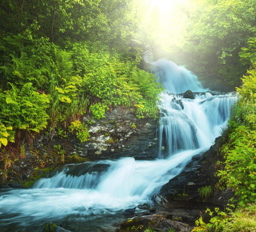 Thriving riparian vegetation is critical to the health of streams and other waterways.