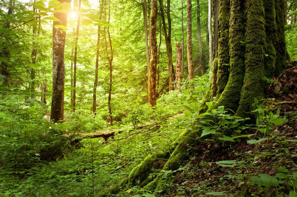 The ecosystem relies on lichen's slow erosion of wood and rock.