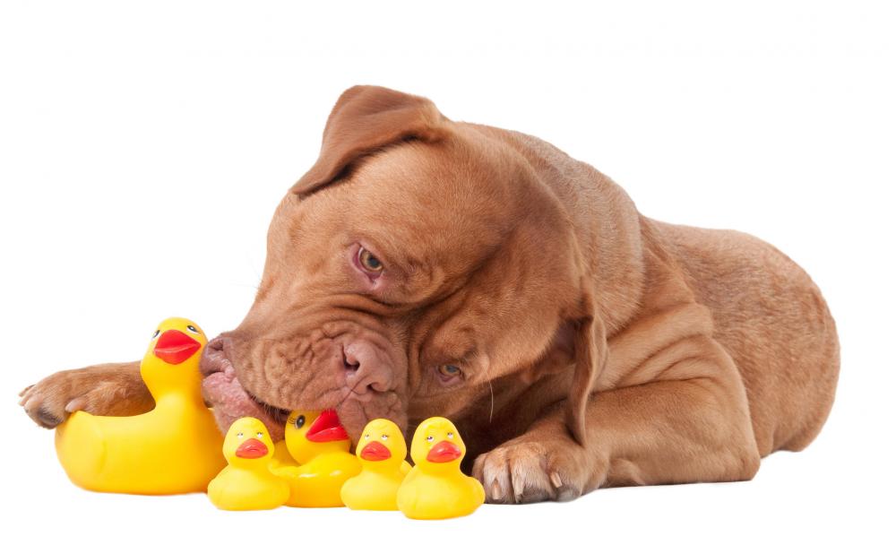 French mastiff playing with squeaky toys.
