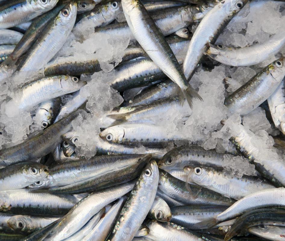 The giant sea bass often feeds on sardines.