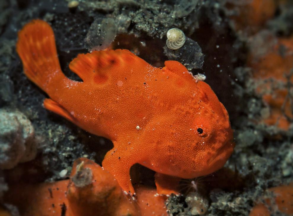 Frogfish are a type of tropical fish.