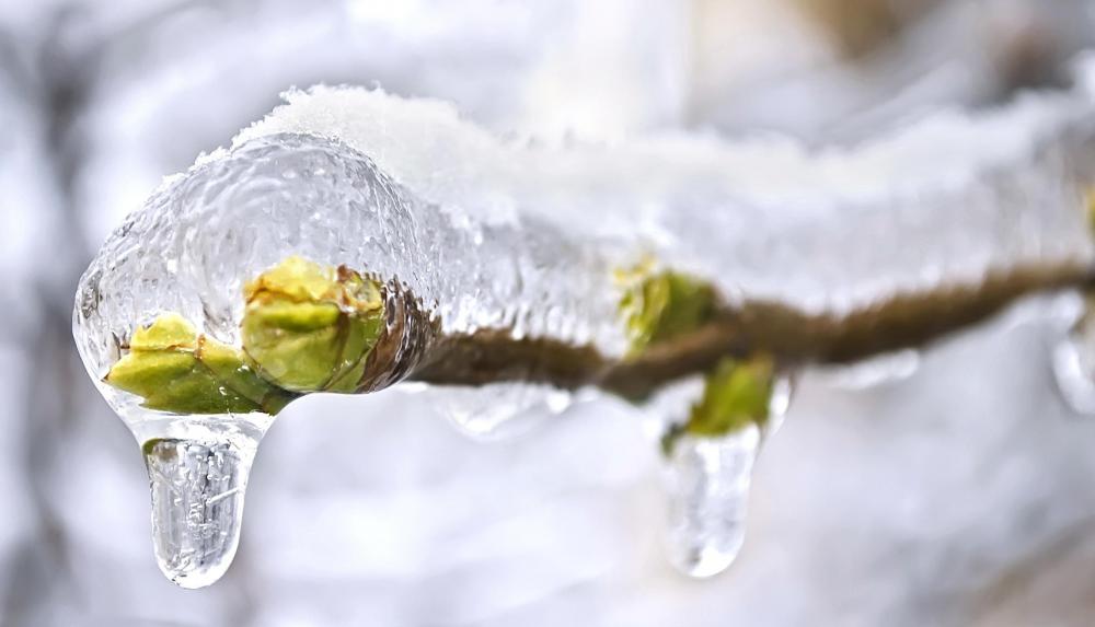 Ice can coat trees and other objects during an ice storm.