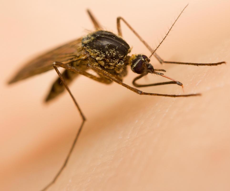 Adult fungus gnats are similar in shape and size to mosquitoes.