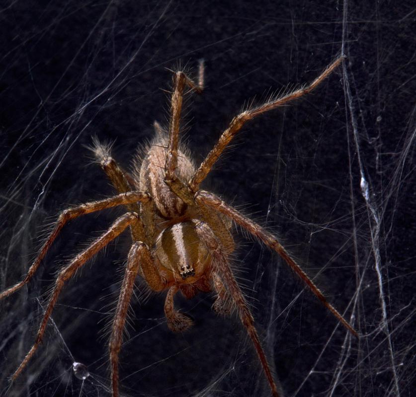 A spider.