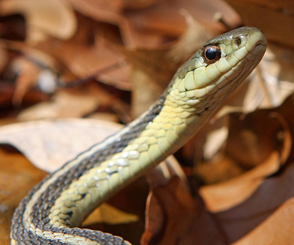 Garter snakes are typically dark greenish in color.