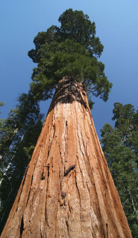 A giant sequoia, one of the largest trees in the world.