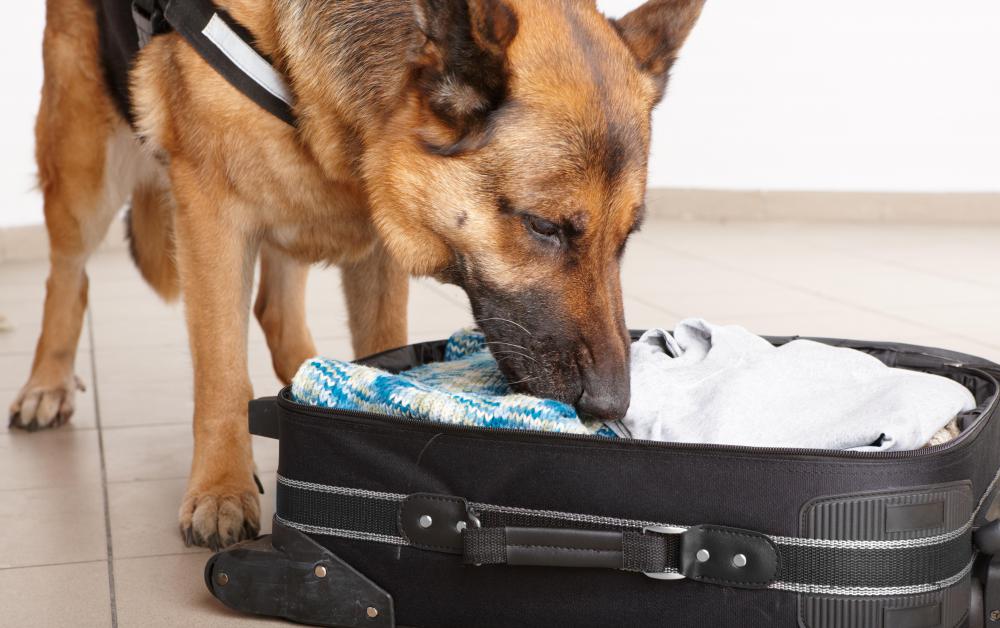 German Shepherds are often employed to sniff for illegal drugs and explosives.