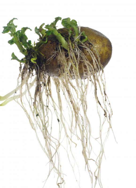 Growing tubers is very easy; a potato left in the ground will sprout and produce more potatoes the next year.