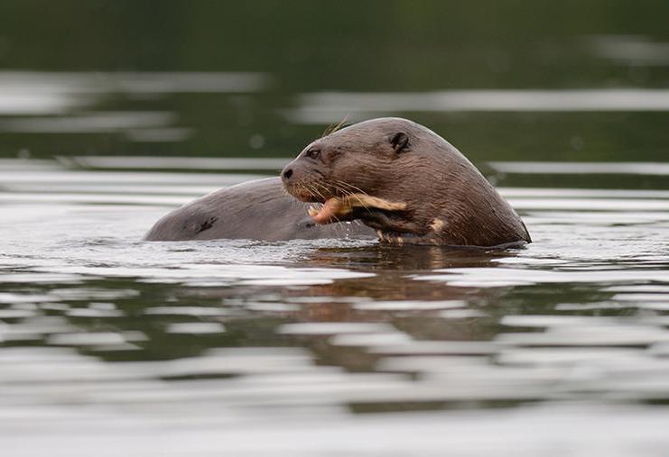 The giant otter is capable of growing to over 6 feet in length.
