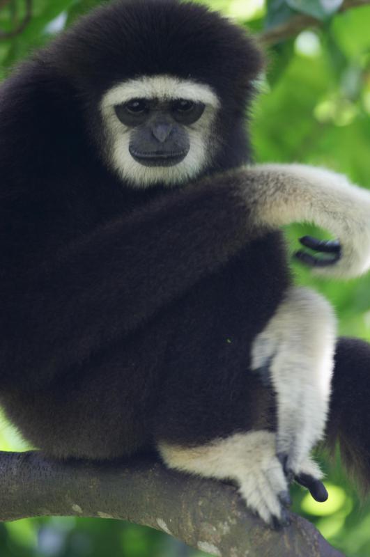 The cao-vit crested gibbon is a rare species.