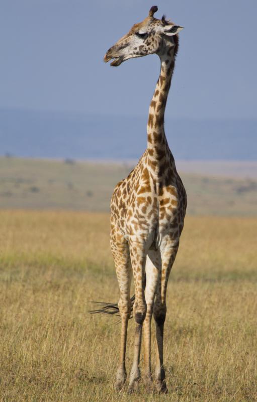 Grasslands are also known as savannas.