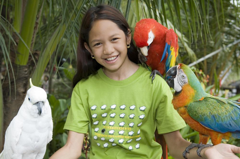 A parrot can succumb to a multitude of diseases, several of which can be passed to humans.