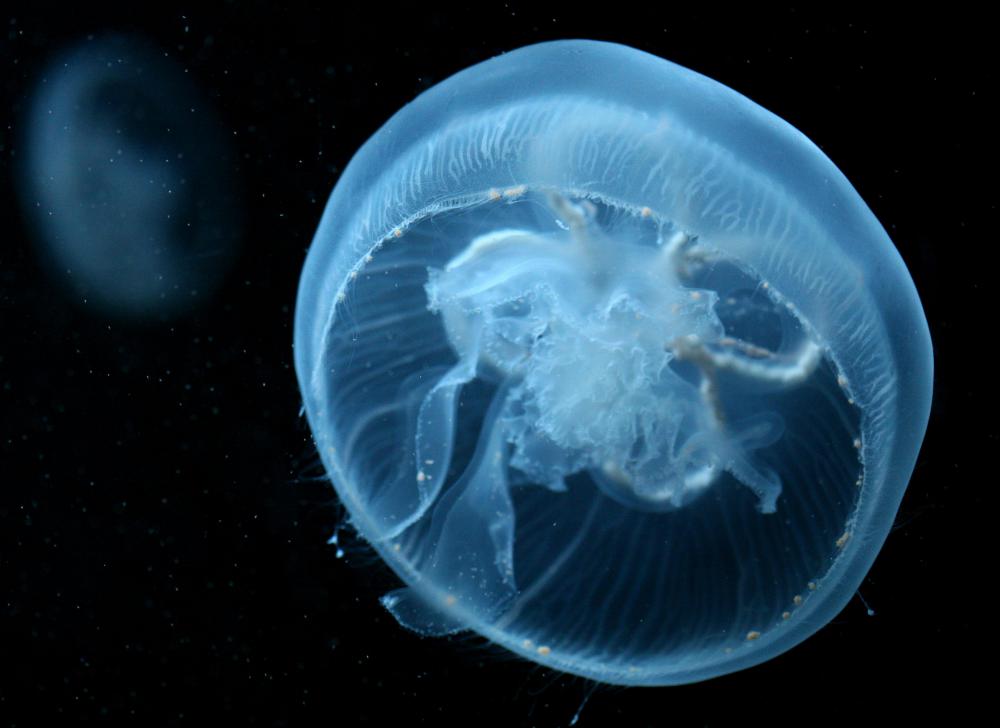 Bioluminescent jellyfish often populate the aphotic zone of the ocean and produce their own light.