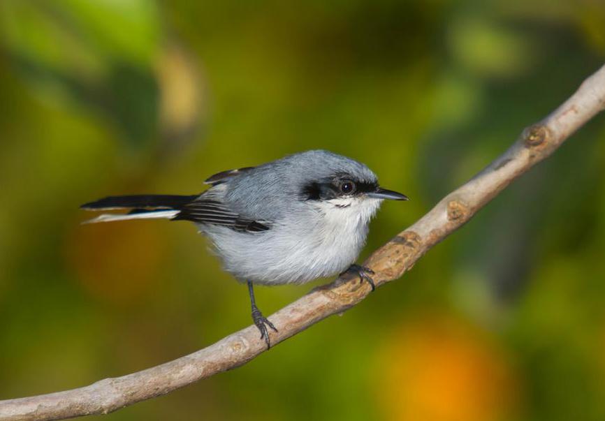 Gnatcatchers may live in rainforests.