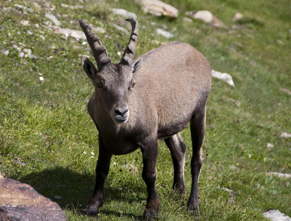An adult pack goat can carry at least 25% of its own weight.