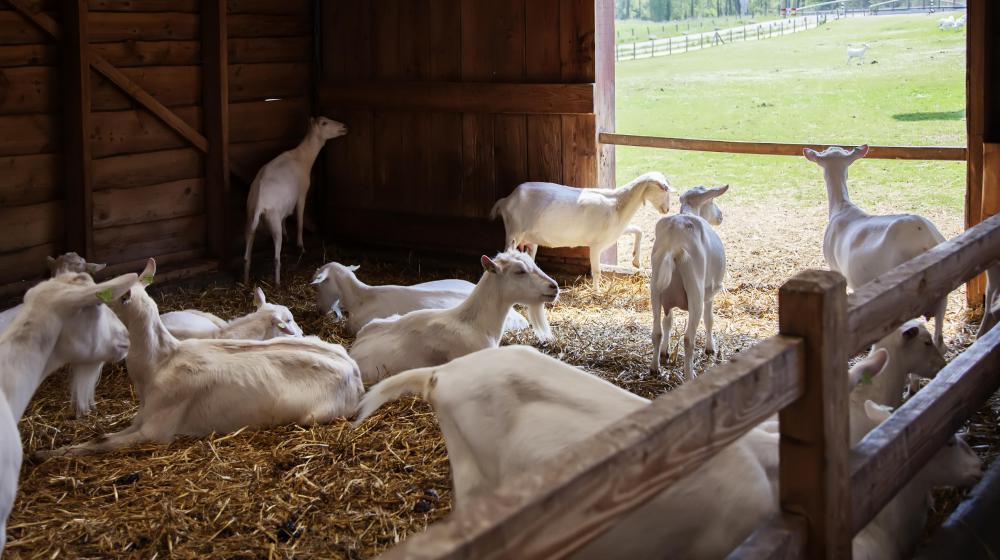 When an electrical storm is coming, individuals who have livestock will want to bring the animals to shelter.