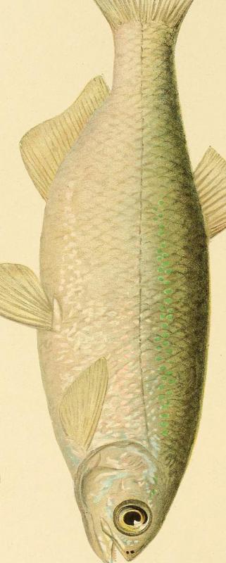 A golden shiner generally has a golden or silvery sheen to its body.