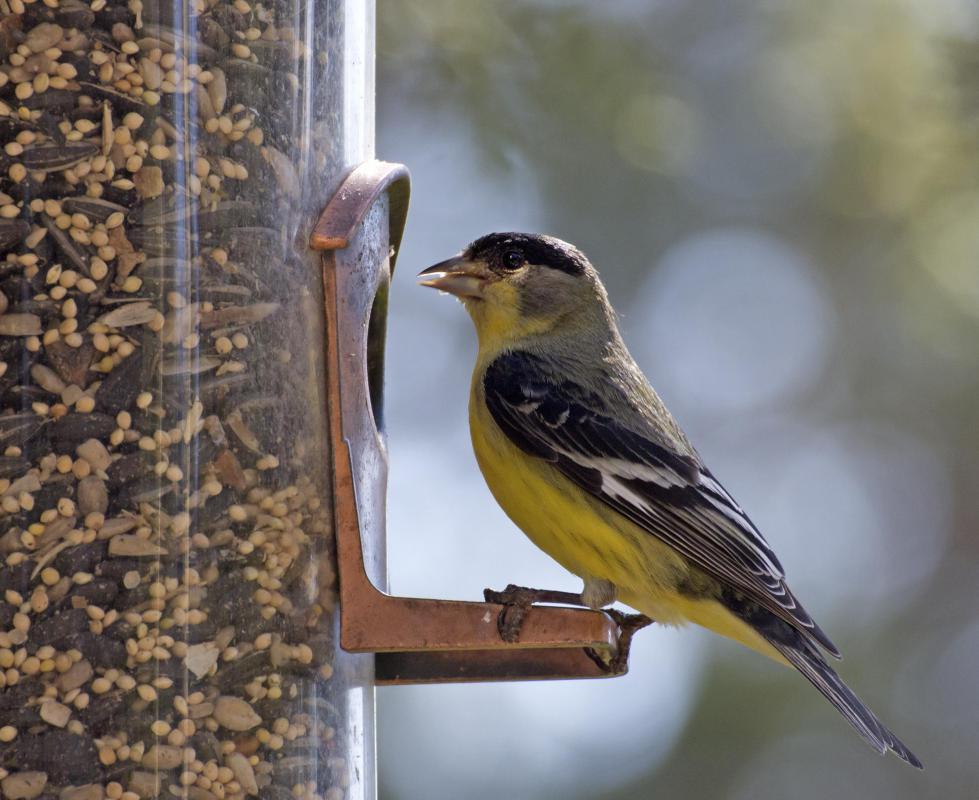 The gold finch is a subspecies of the finch.