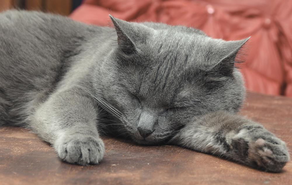When a cat's owner dies, the cat may start sleeping where their owner slept.