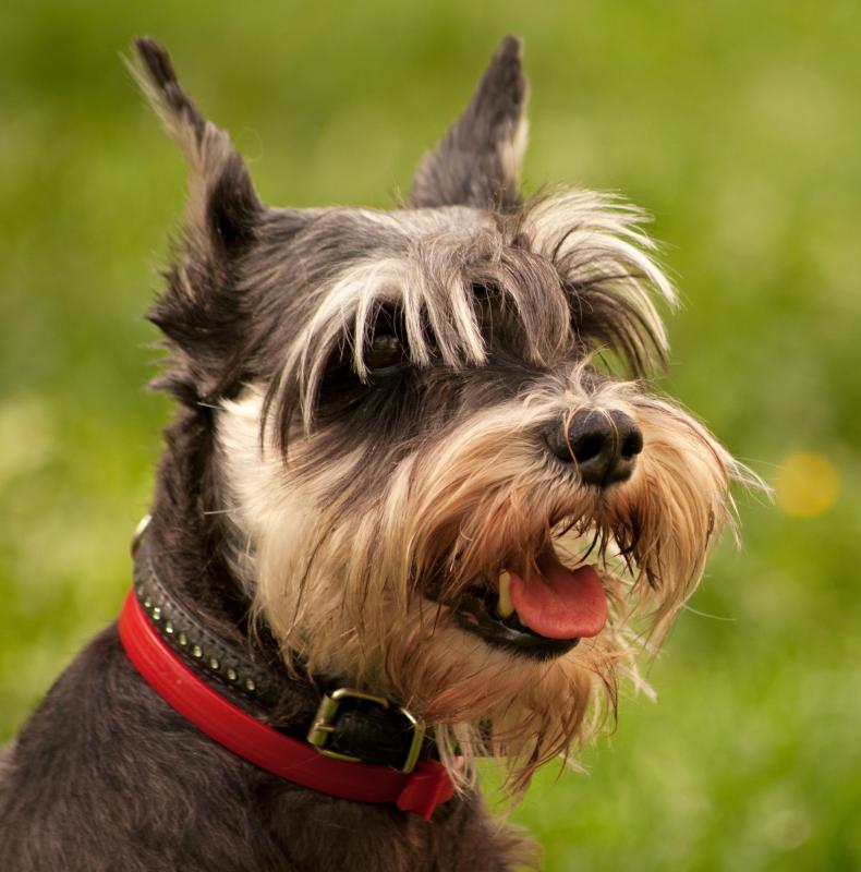 Schnauzers run a higher risk of seasonal alopecia than most other breeds.
