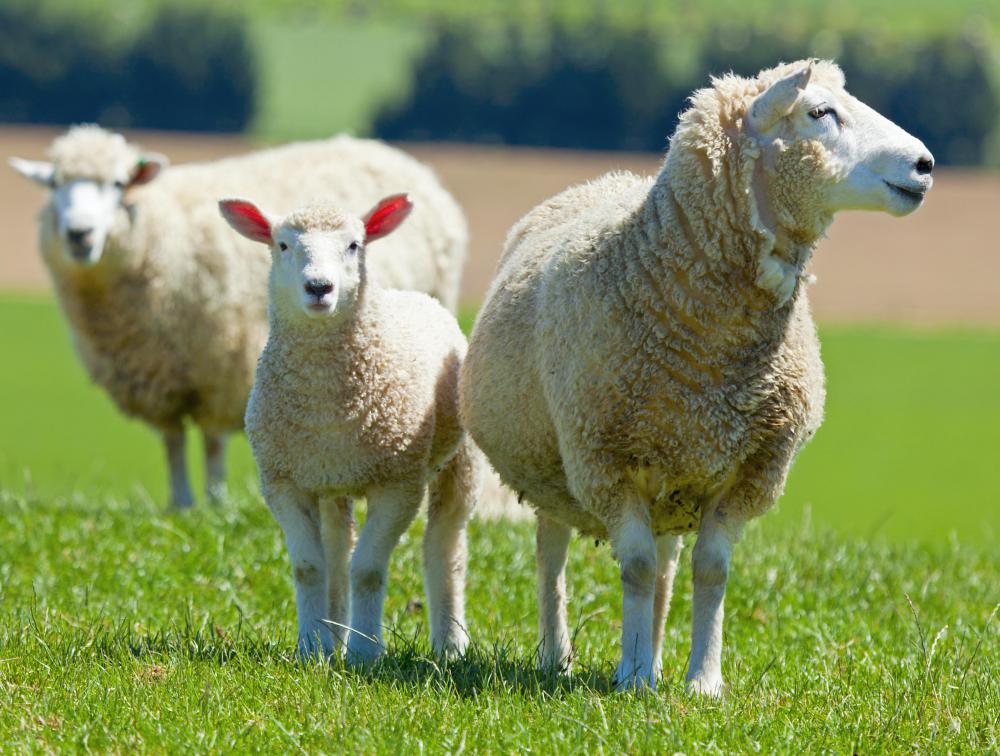 An unknown creature attacked eight sheep on a farm in Puerto Rico.