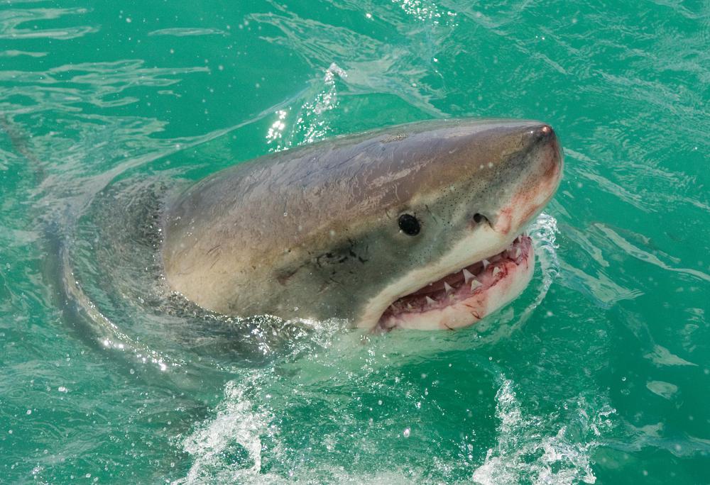 Killer whales are the only known predators of great white sharks.