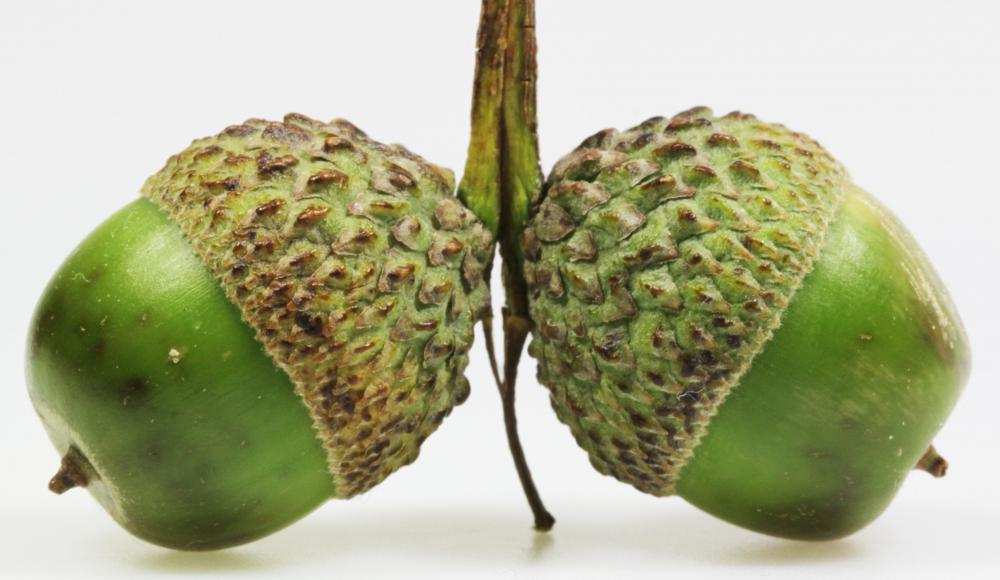 Acorns.