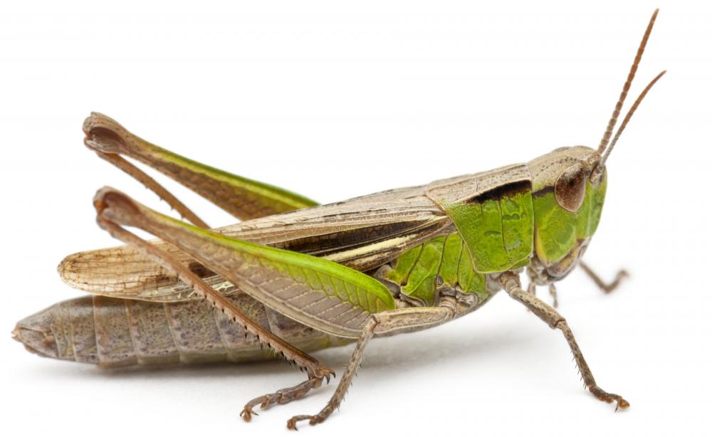 Grasshoppers may be part of a frog's diet.