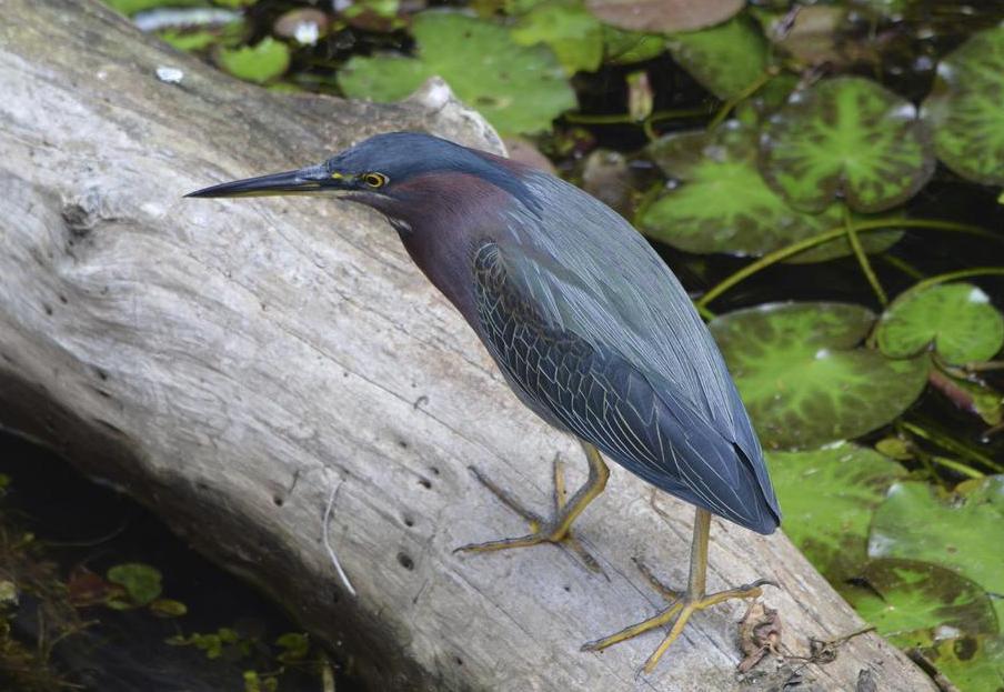 The green heron is a small wetland bird that can be identified by the presence of greenish-black feathers on the top of the head and reddish-brown feathers along the neck.