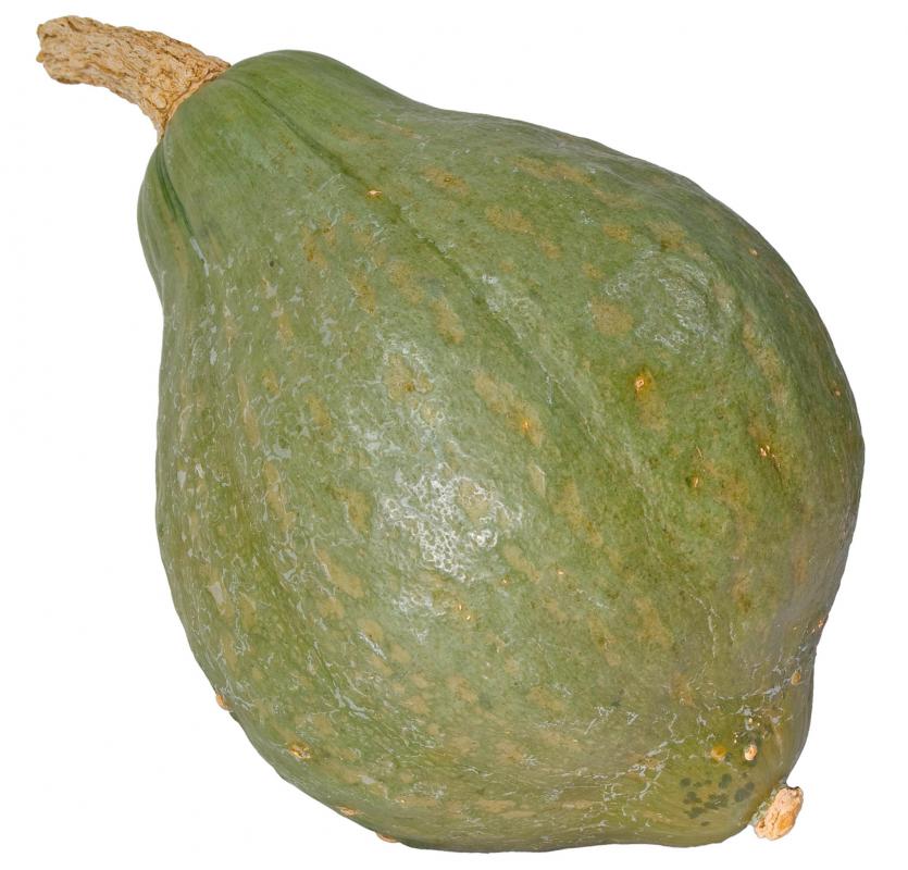 Cucurbita maxima.